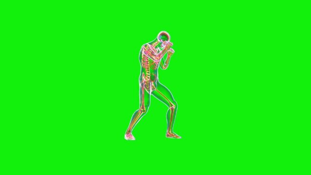 Athlete X-Ray Boxing, Side View, Seamless Loop, Green Screen Chromakey