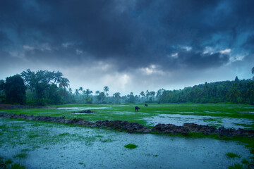 Beautiful landscape rain, Monsoon rainfall hits Kerala, Beautiful nature photography, Rainfall, Monsoon season