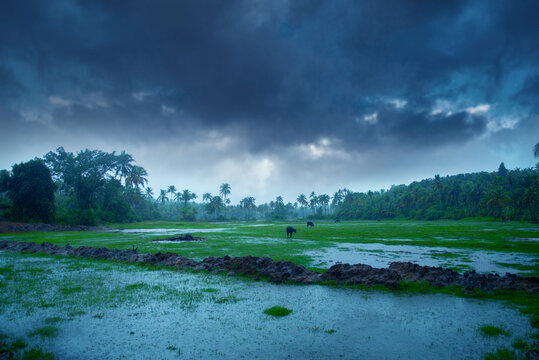 Beautiful landscape rain, Monsoon rainfall hits Kerala, Beautiful nature photography, Rainfall, Monsoon season