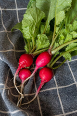 The bunch of red fresh spring radish is hold in the hand. Healthy natural style of living. Home gardening. First harvest of roots. Close up macro shooting.
