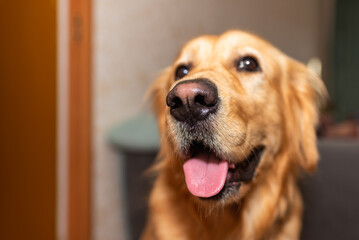 Golden retriever dog pose mouth open at home and looking at the camera.golden labrador...