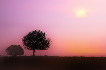 Fototapeta na wymiar Early morning beautiful forest landscape silhouette
