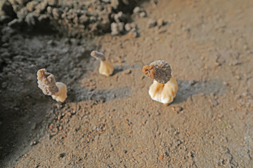 The vigorous growth of Morchella in a greenhouse, North China
