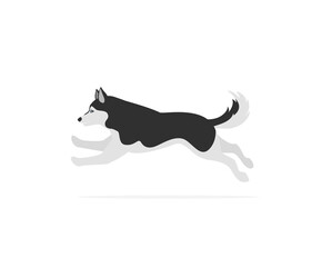 running jumping husky isolated vector illustration