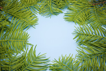 Background for text from young spruce branches on a gentle blue background. New Year's and Christmas. View from above. Copy space.