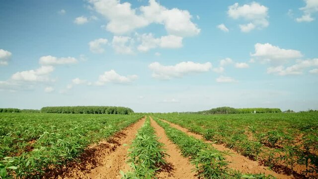 Green leaves cassava,agriculture plantation, Cassava farm