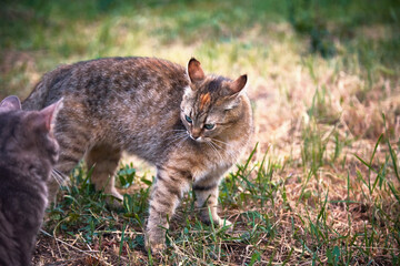 Naklejka na ściany i meble Cats play on the grass in the garden.
