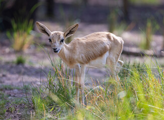 Young Sand Gazelle calf in wildlife conservation park, Abu Dhabi, United Arab Emirates