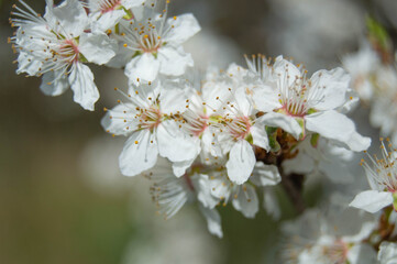Close-up photo, white blossoming cherry blossoms, on blurred background