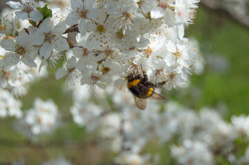 Close-up photo, Bee collects pollen on a branch of thick white cherry blossoms