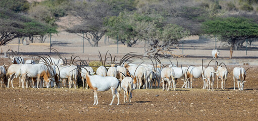  Huge herd of Scimitar-Horned Oryx (Sahara Oryx) at a wildlife conservation park in Abu Dhabi,...