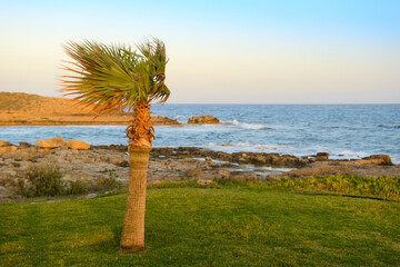 a lonely palm tree on the beach on a windy evening