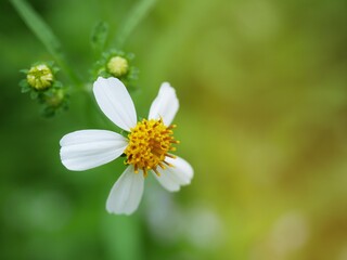 Obraz premium Grass flowers are born on the natural side of the road.
