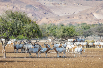  Huge herd of Scimitar-Horned Oryx (Sahara Oryx) at a wildlife conservation park in Abu Dhabi, United Arab Emirates