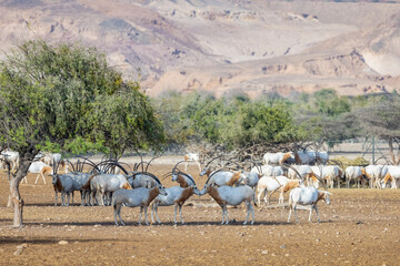  Huge herd of Scimitar-Horned Oryx (Sahara Oryx) at a wildlife conservation park in Abu Dhabi,...