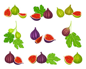 Common Fig or Ficus Plant with Syconium Fruit with Numerous Seeds Vector Set