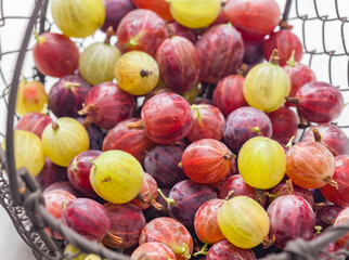 mixture of gooseberries in the basket