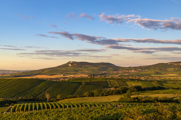 Fototapeta premium Vineyards under Palava near Dolni Dunajovice, Southern Moravia, Czech Republic