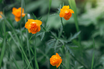 Orange flowers on green background