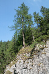Fototapeta na wymiar Drzewo rosnące na zboczu góry w Karpatach