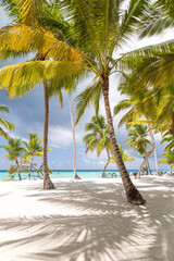 Beach calm scene with sunbeds under coconut palms close to Caribbean sea. Tropical paradise with chaise lounges on white sand, beautiful travel card background