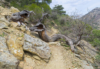 A dried relict pine tree fell on a path in the mountains.