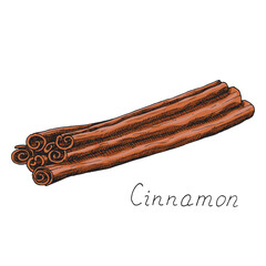 Natural cinnamon stick. Winter holiday seasoning for hot drinks and pastries. Aromatic bark. Condiment. Isolated clipart set on white background. Hand-drawn ink sketch.
