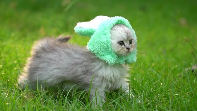 Cute Persian Kitten Wearing Rabbit Hat Walking In The Park