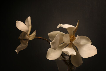 Still life con profumati fiori di magnolia recisi in vaso. Petali dalle delicate tonalità bianco e avorio su fondo nero