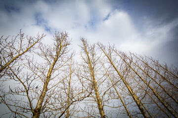 view of trees during winter in Iceland