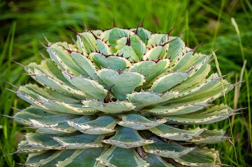 Agave Potatorum Succulent Plant