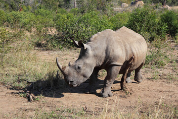 Fototapeta premium Breitmaulnashorn / Square-lipped rhinoceros / Ceratotherium Simum