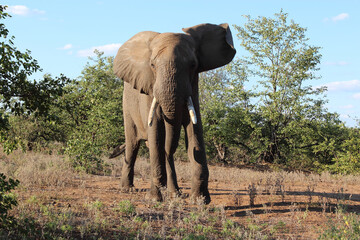 Afrikanischer Elefant / African elephant / Loxodonta africana