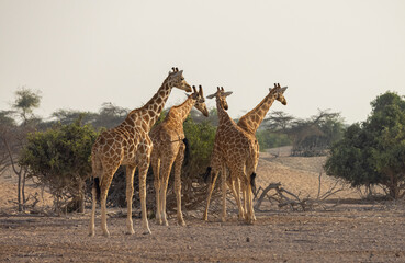 Obraz na płótnie Canvas Herd of Giraffes in a wildlife conservation park, Abu Dhabi, United Arab Emirates