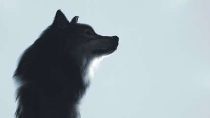 Wolf profile silhouette, 3D illustration