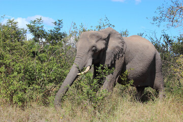 Fototapeta premium Afrikanischer Elefant / African elephant / Loxodonta africana
