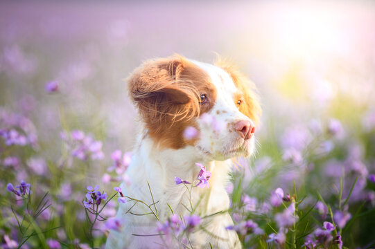 Adorable Epagneul Breton dog sitting in blooming meadow