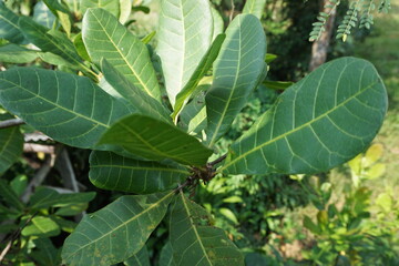 The cashew tree (Anacardium occidentale) with natural background. cashew tree (Anacardium occidentale) is a tropical evergreen tree that produces the cashew seed and the cashew apple.