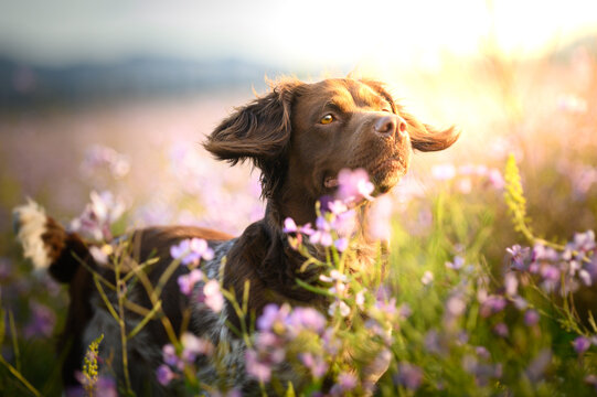 Brown dog in meadow with flowers