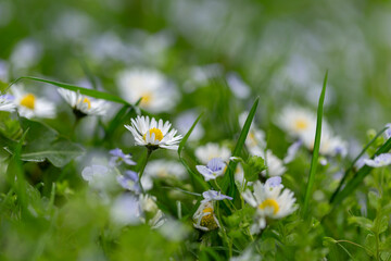 Common daisy (Bellis perennis) on the meadow in spring. Closeup of daisy in garden. Bellis perennis  © ihorhvozdetskiy