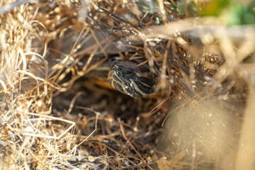 Red-eared turtle (Trachemys scripta elegans) is hiding in the grass.  