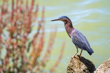 Green heron (Butorides striatus) stands on a stone in a lake.