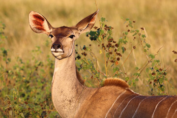 Großer Kudu / Greater kudu / Tragelaphus strepsiceros.