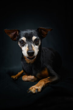Calm Zwergpinscher dog resting in black studio