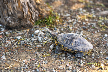 Red-eared turtle (Trachemys scripta elegans) crawling on land. 