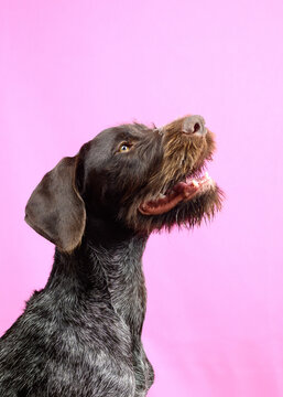 Adorable Purebred Dog Sitting Against Purple Background