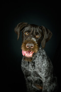 Adorable purebred dog sitting against dark background