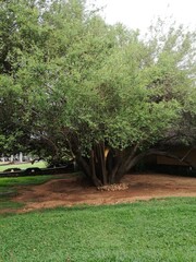 path in the garden