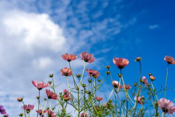Obraz premium コスモスの花畑 宮ノ下コスモス広苑