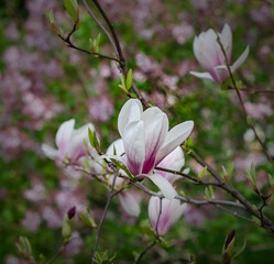 magnolia flowers on a branch in the garden spring amazingly romantic